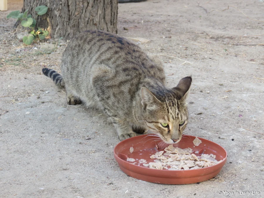 resident female cat